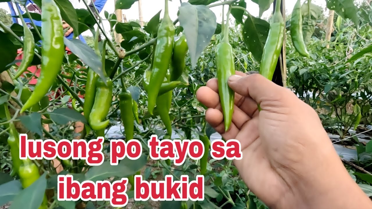 LUSONG PO tayo sa ibang bukid Pag bili ng talong at patola daming aral