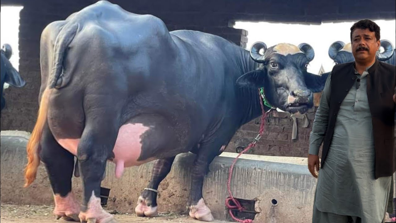 Топ Нили Заводчик буйволов Миан Рашид Бодла Сб Часть 2 #buffalo #farming #bhains #dairyfarm #cow ...
