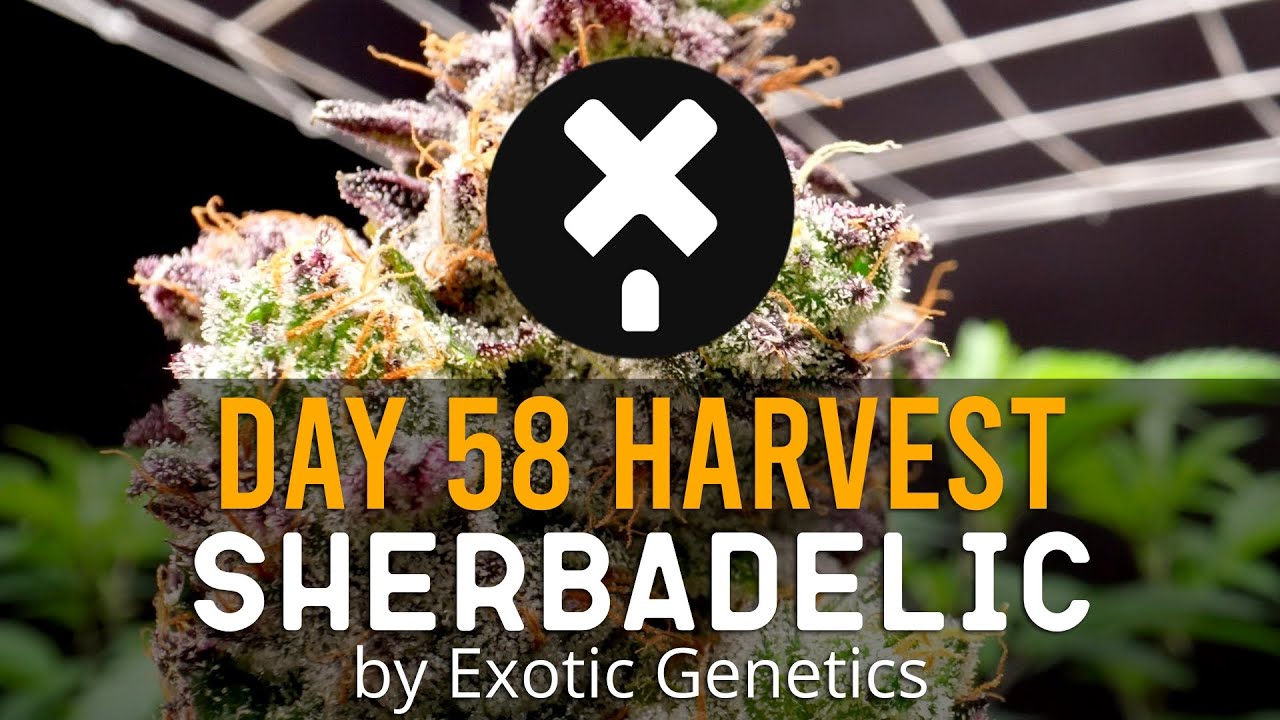 Sherbadelic - Day 58 Flower - New Cannabis Strain For 2023 Indoor Cannabis Growing