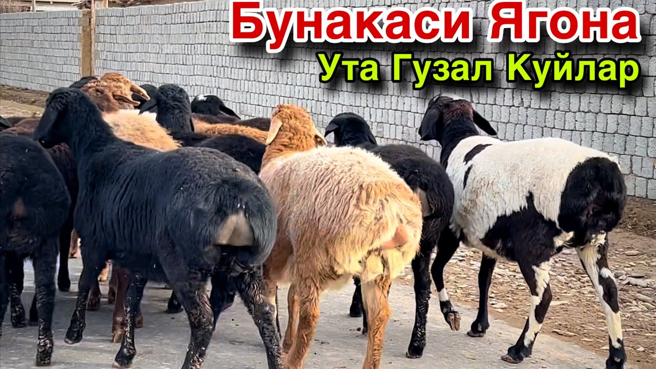 Уйдан Сотилади! ☎️+998 97 671 1997 ☎️+998 770852194