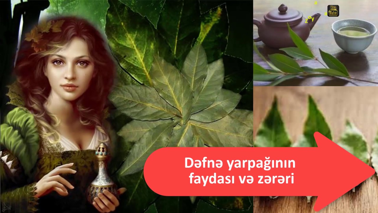 Dəfnə yarpağının faydası və zərəri