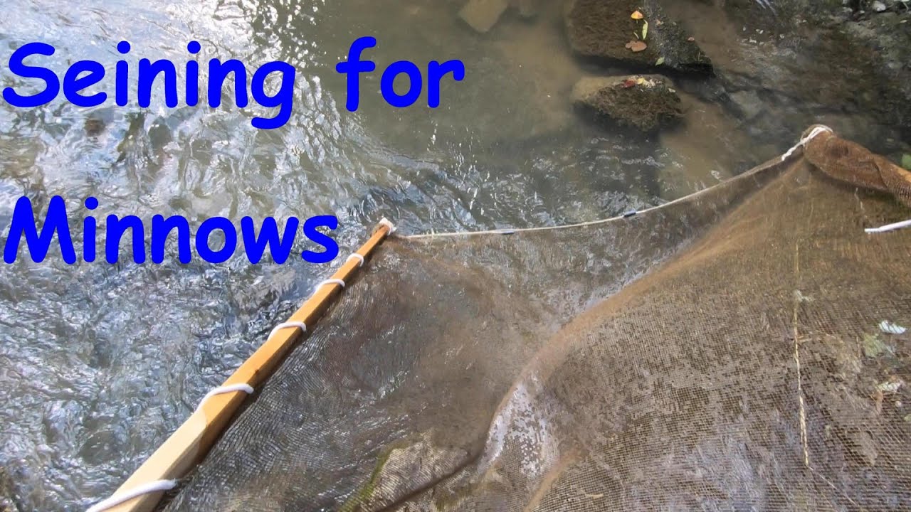 Seining for Minnows