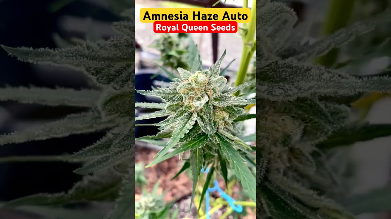 Amnesia Haze Auto 1 - RQS (Outdoor) #grow #weed #harvest #RQS
