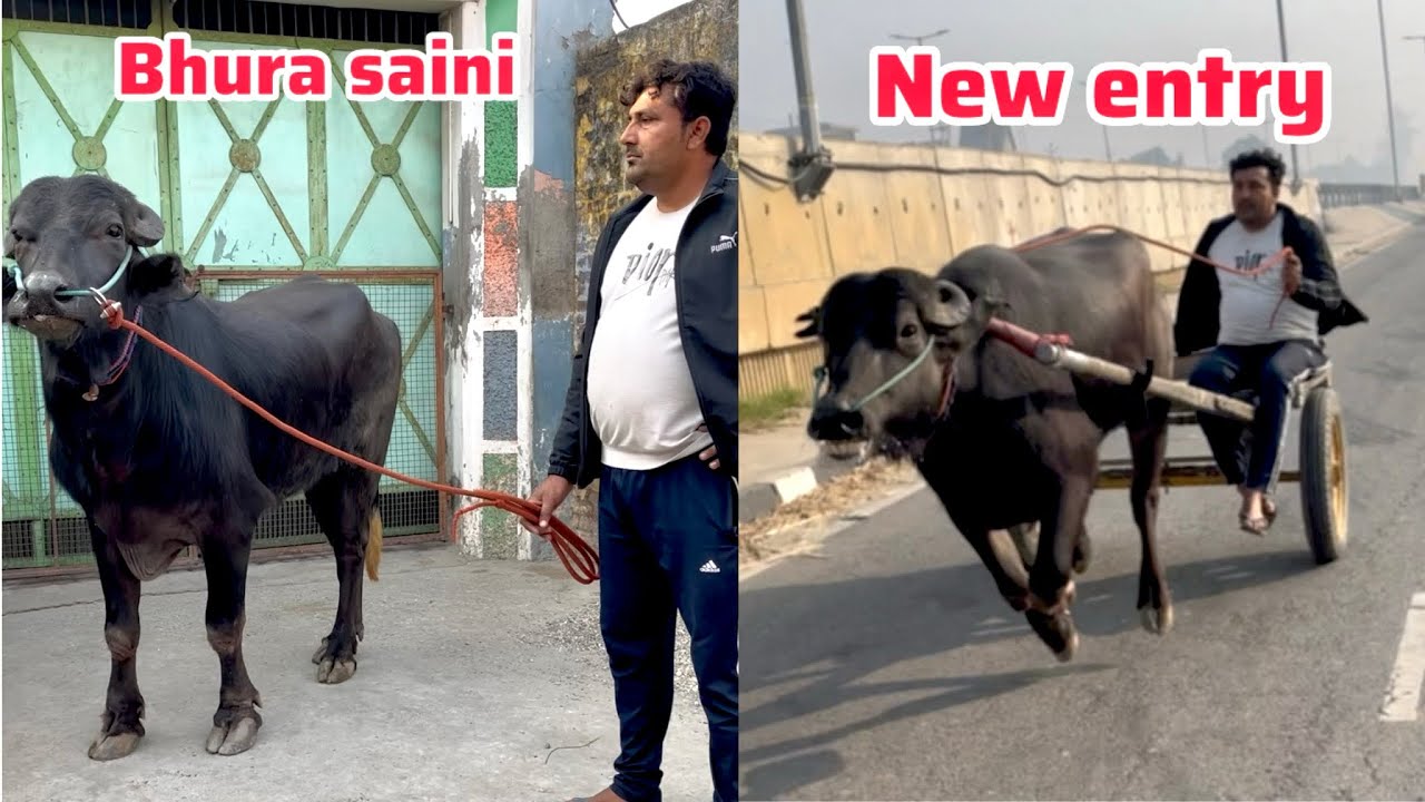 भूरा सैनी ने कर दी न्यू एंट्री एक बार सभी दर्शक देखें