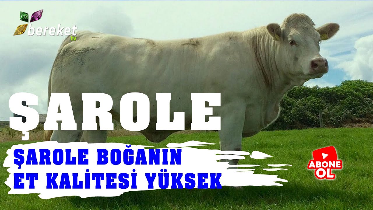 Şarole Sığır Irkı - Et Besiciliği Yapmak İsteyenlerin &Ouml;nemli Alternatiflerinden Biri