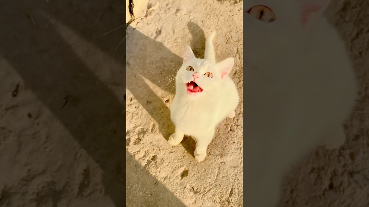 Cat Sound | Cat voice | Cat Meowing | kitty meow sound| shorts #catsounds #youtube (part 31)