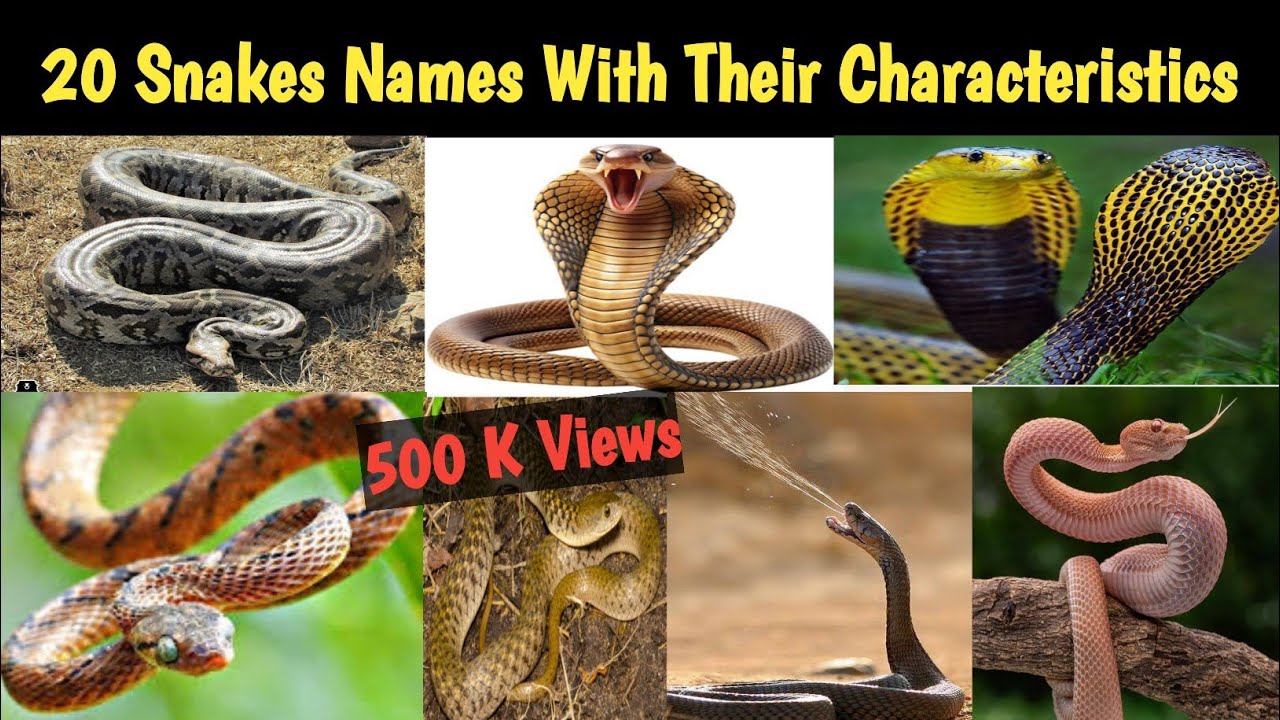 20 Snake Names For Kids With Their Characteristics | 20 सांपों के नाम उनकी विशेषताओं के साथ #Snakes