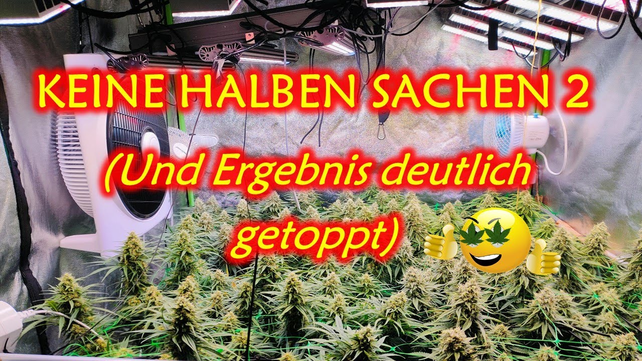 4 Pflanzen im 120x120 Growzelt | Krasser Indoor SCROG Cannabis Grow | Selbstversorgung WG