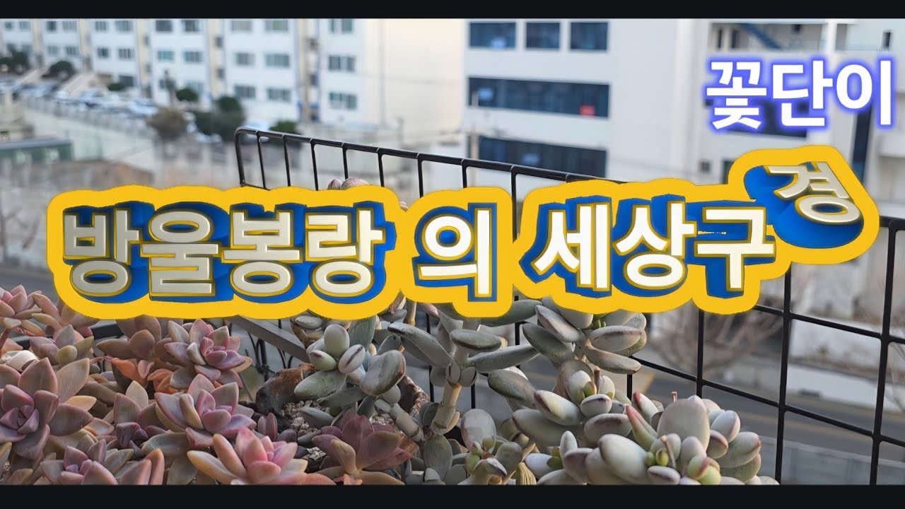 세상구경하기위해 걸이대로나간방울봉랑 이야기#꽃단이네다육