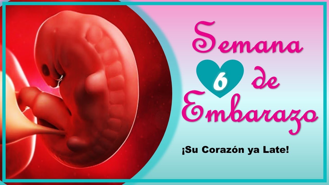 ❤️ SEMANA 6 DE EMBARAZO🤰 ❤️ ⏩  EMBARAZO SEMANA A SEMANA ⏩ Desarrollo y Evolución del Bebe 👶🏻