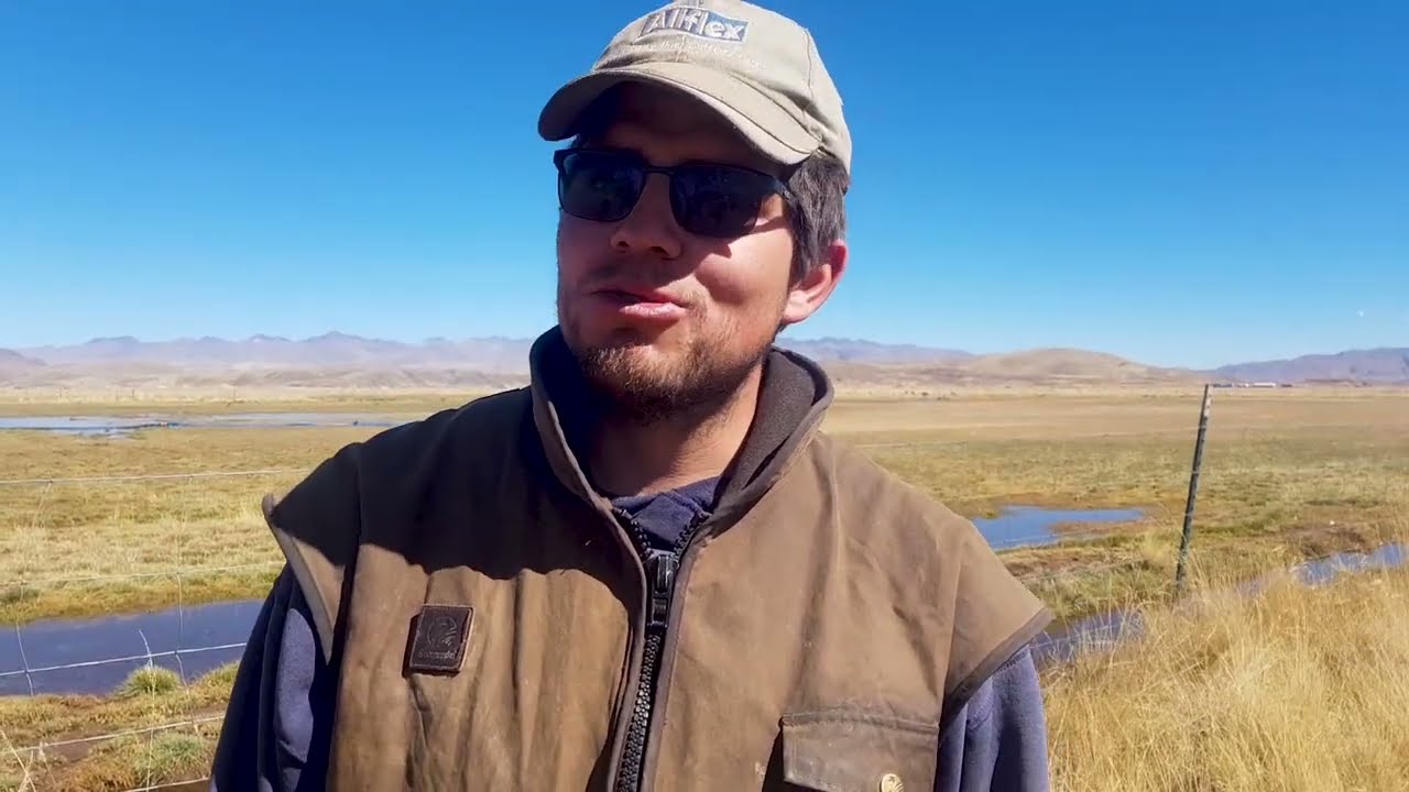 Ganadería en el altiplano