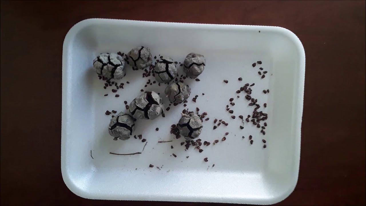 Germinación de semillas de ciprés otoño 2020