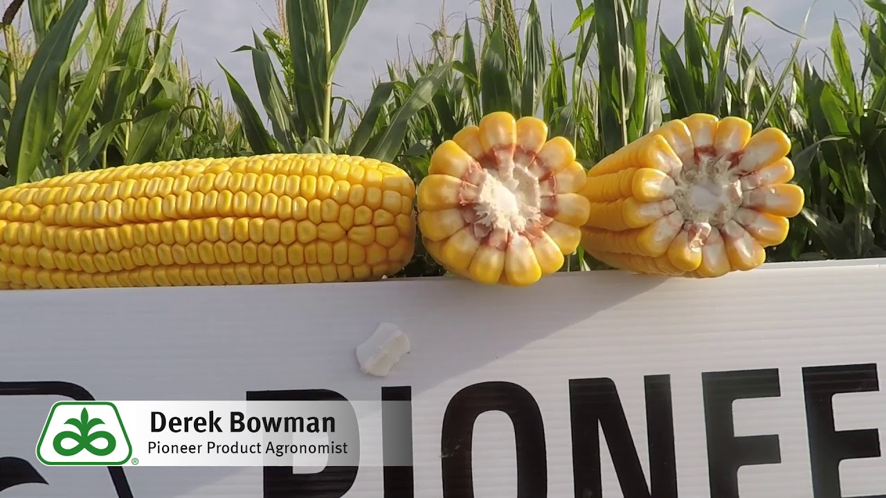 Pioneer&reg; Brand P0963AM&trade;