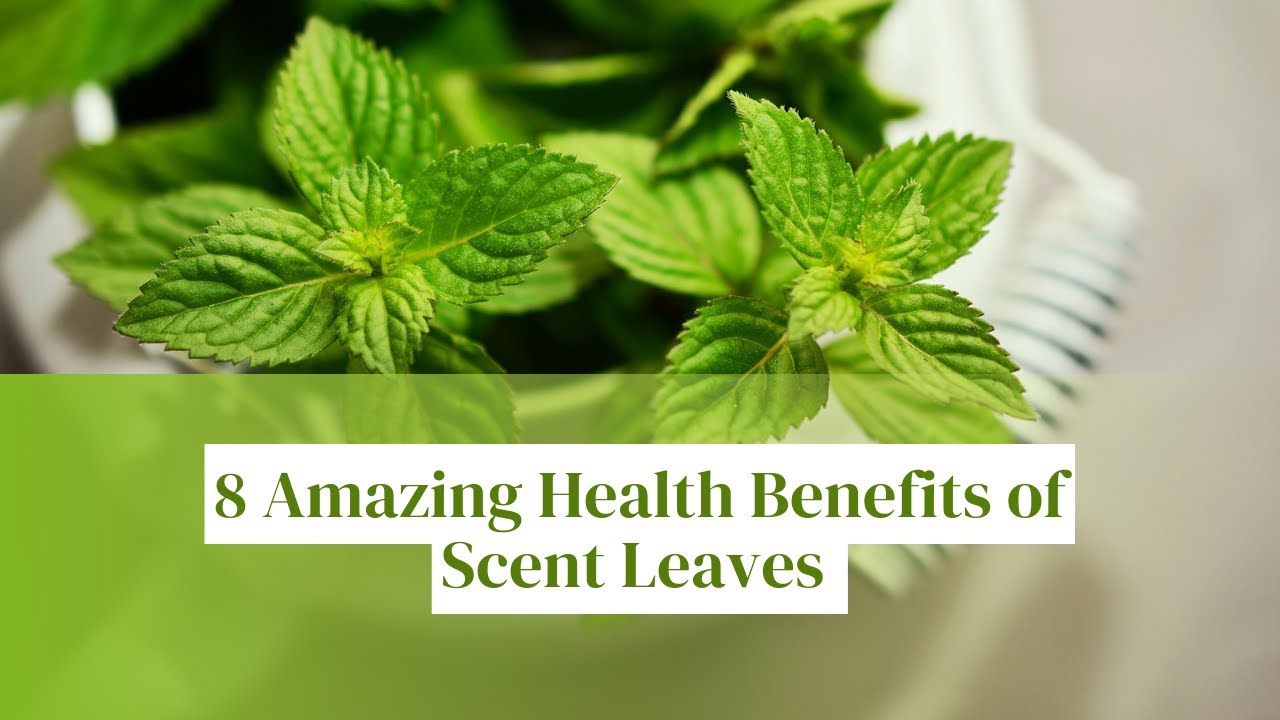 8 Amazing Health Benefits Of Scent Leaves