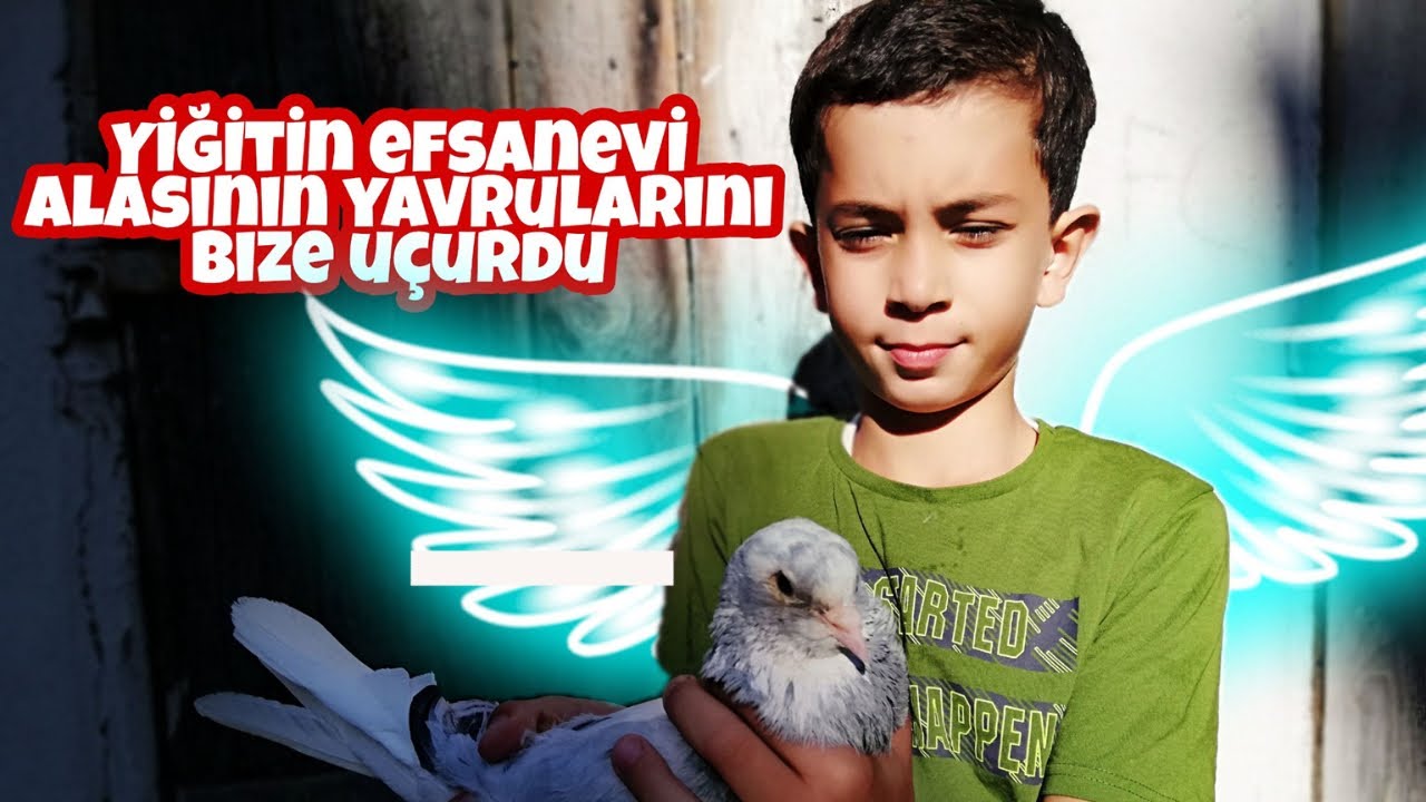 9 Yaşında Efsane Seyis Yiğitin Güvercinleri Kuşu Öldü Diye Üzgün
