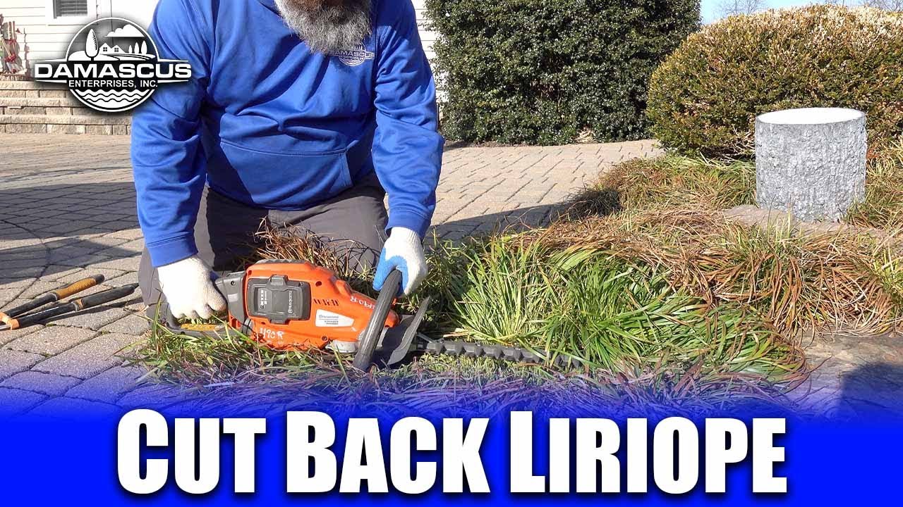 Cutting Back Liriope