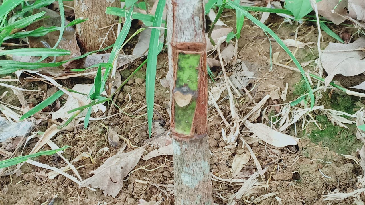 Rubber tree propagation|| রাবার গাছ বাডিং করার সহজ পদ্ধতি #rubbertreebudding