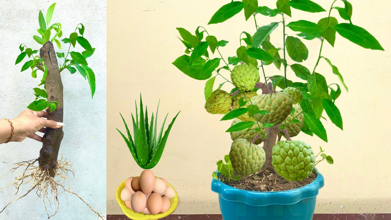 Best How to Grafting Sweetsop tree with chicken eggs and Aloe Vera