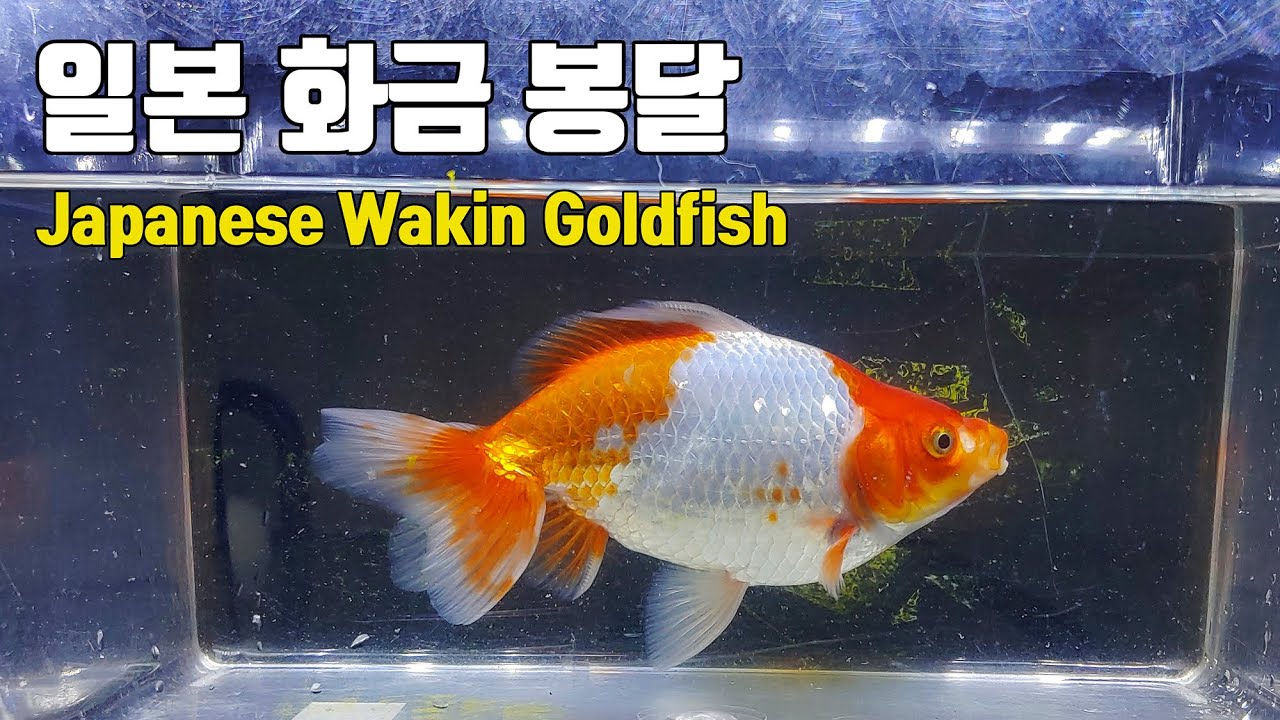일본 화금 봉달 Japanese Wakin Goldfish