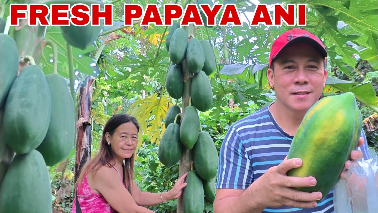 UNEXPECTED! DUMARAMI NA ANG HINOG NA PAPAYA! | Biyaherong Batangueno