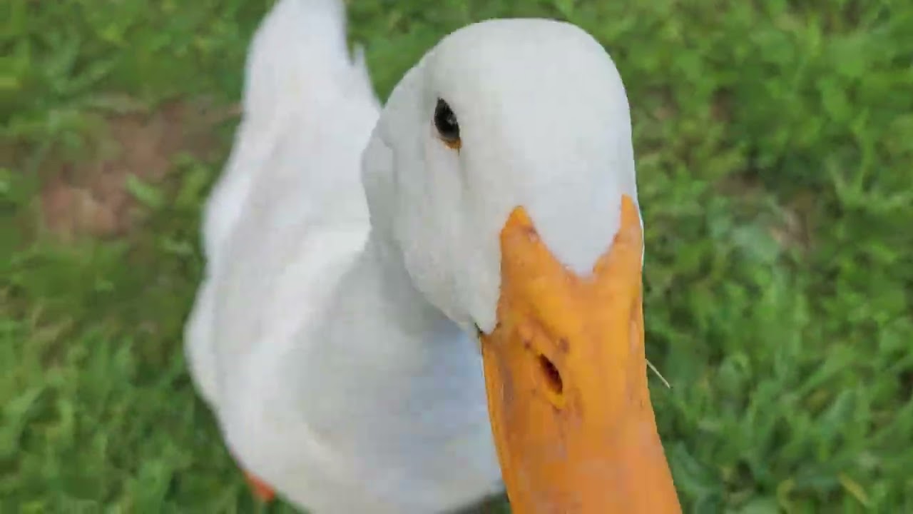Duck attacks me nonstop, screaming geese and friendly chickens