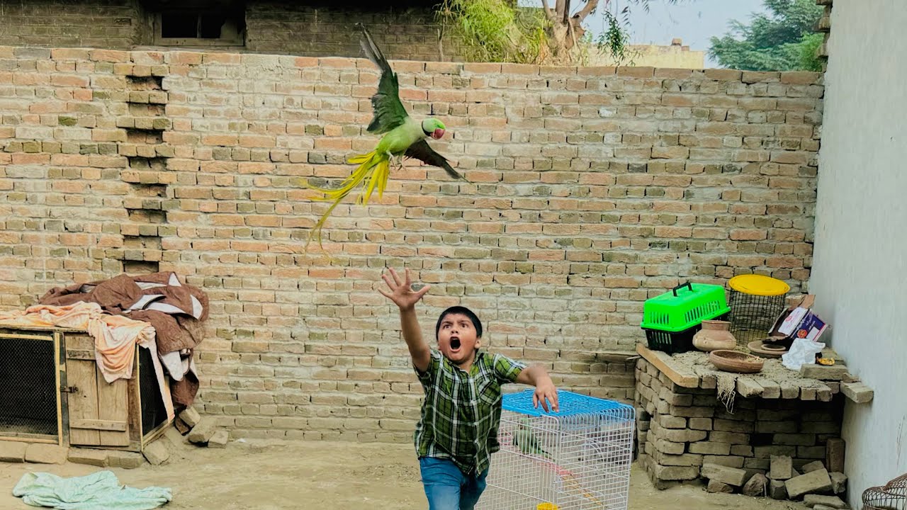 Ali ny 2 lakh ka Bolny wala raw parrot 🦜 ura deya 😳 ||