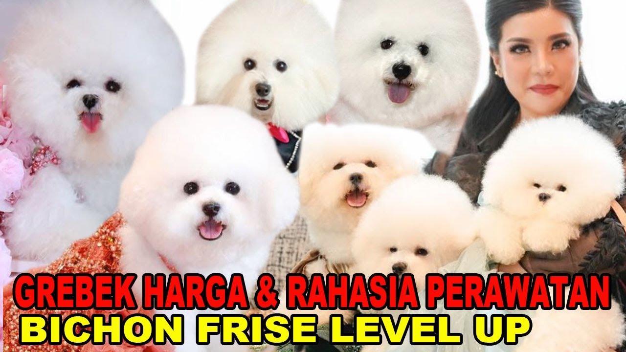 Grebek Harga Puppy & Rahasia Perawatan Bulu Level Up - Bichon Lady Botero Kennel