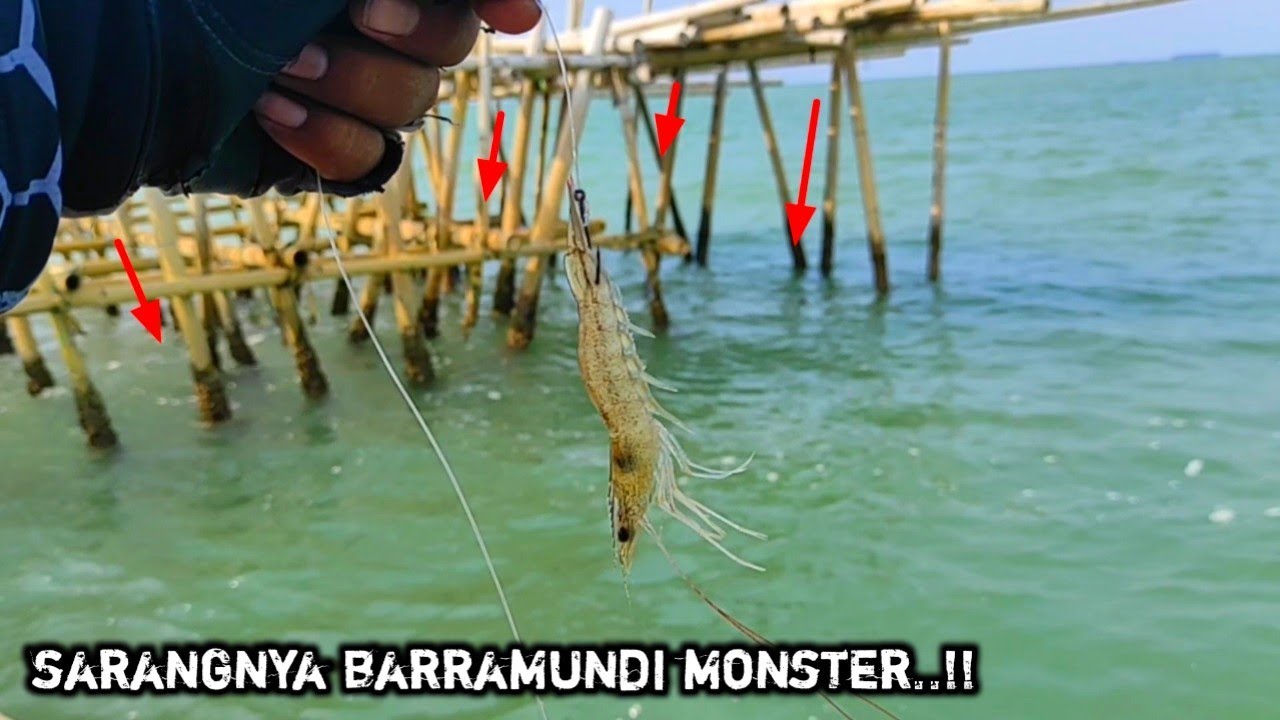 benar dugaan saya, bagan ini banyak barramundi besar nya