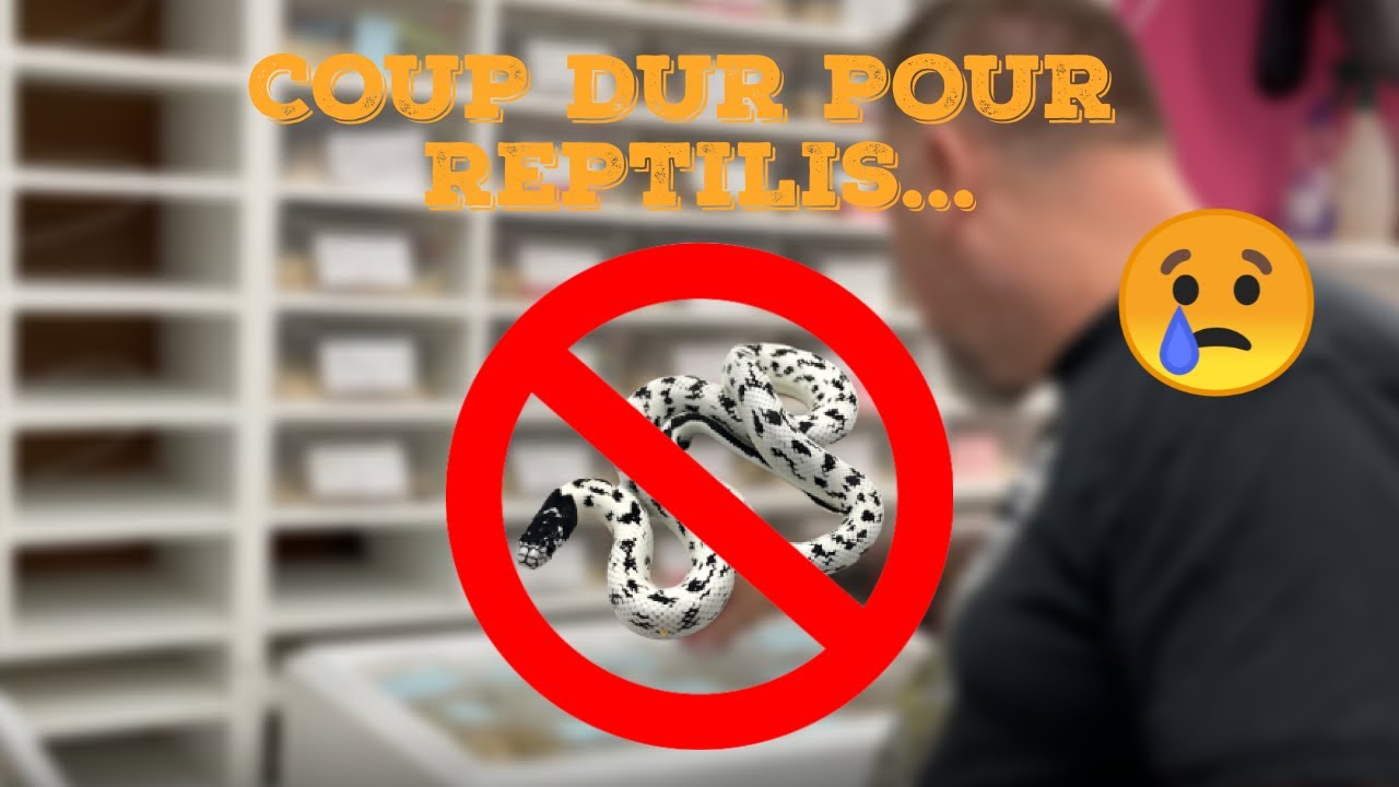 COUP DUR POUR REPTILIS - (la fin des Lampropeltis getulus)
