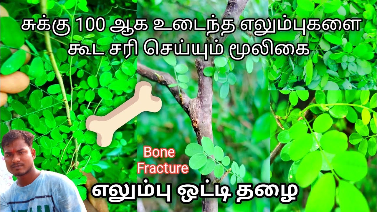 எலும்பொட்டி Elumbotti | Treatment BoneFracture| உடைந்த எலும்பு கூடஉணவு | எலும்பை வலுவாக்கும் மூலிகை|
