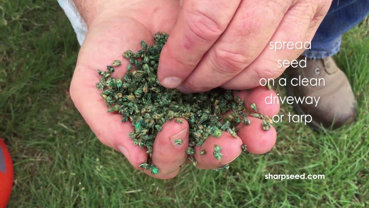 Buffalograss Presoak Technique (Steps)