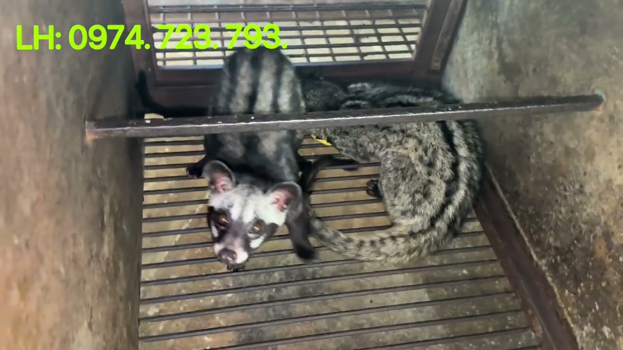 Chúc anh em năm mới nhiều sức khoẻ duy trì đam mê| Chồn Hương Thuần Hoá.
