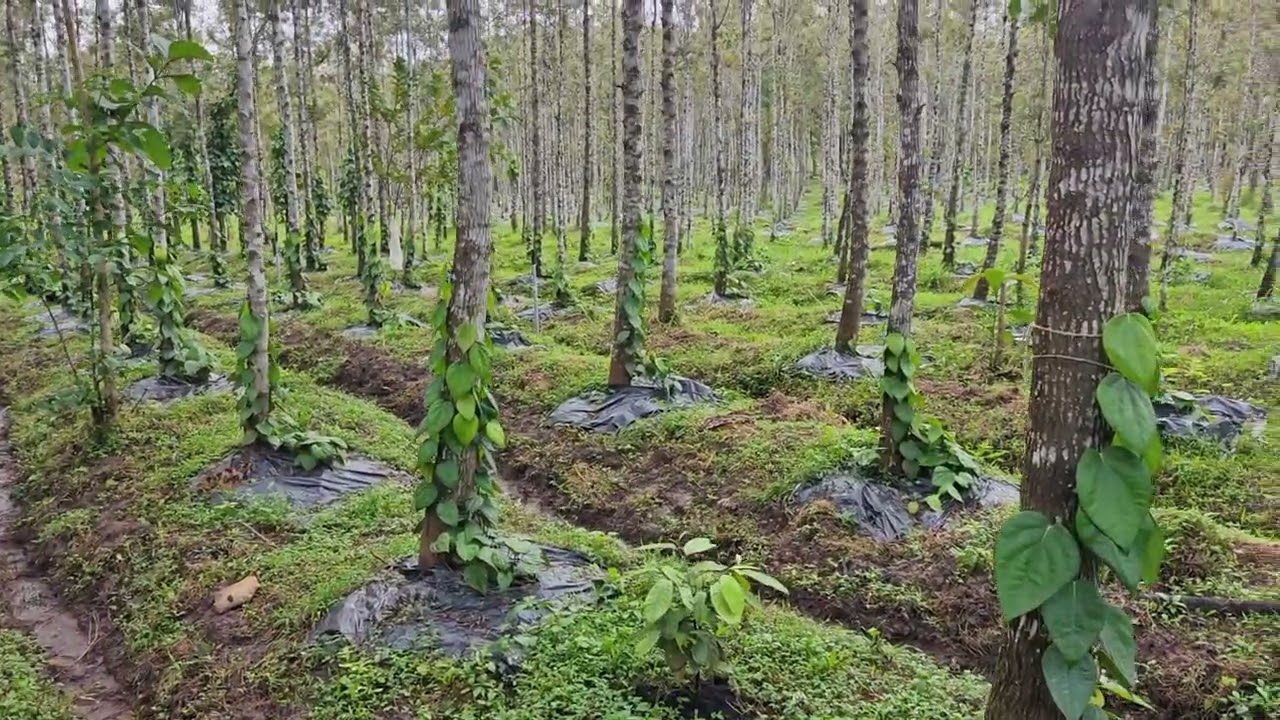 Sigandini Black Pepper 1 Year Plant in Hiregadde Krushi Farm.