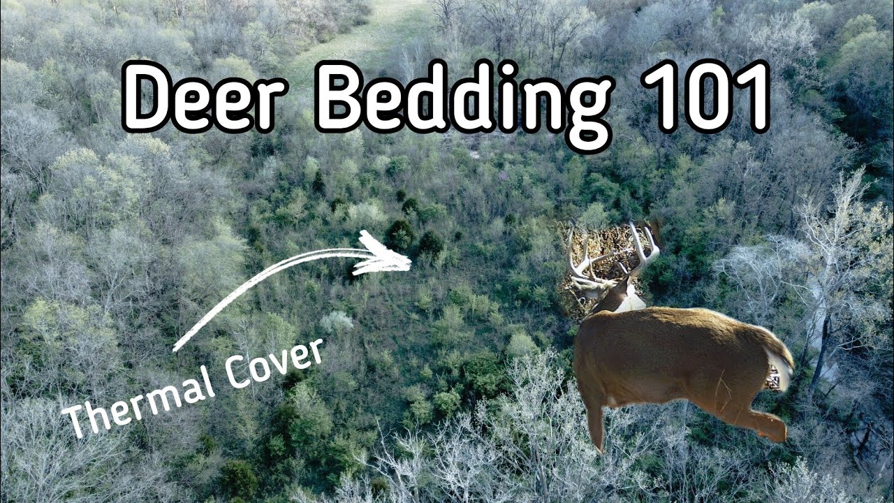 The 3 Main Places Deer Bed