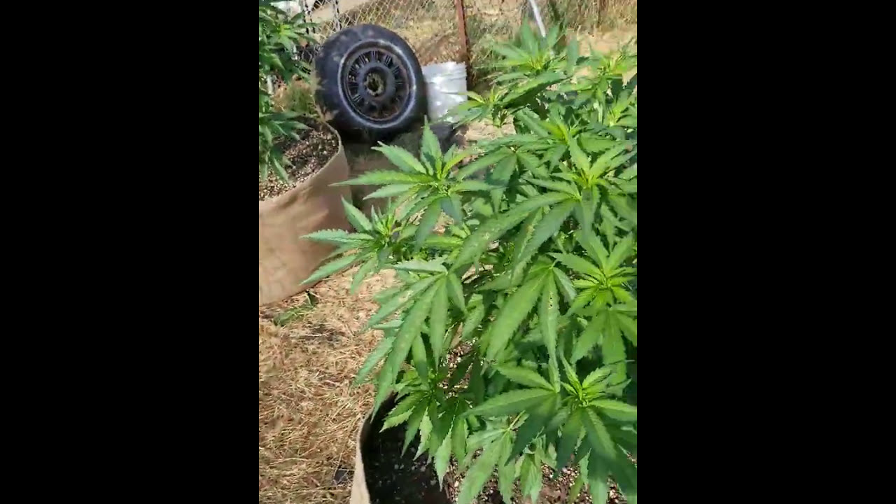 2017 outdoor grow ommp