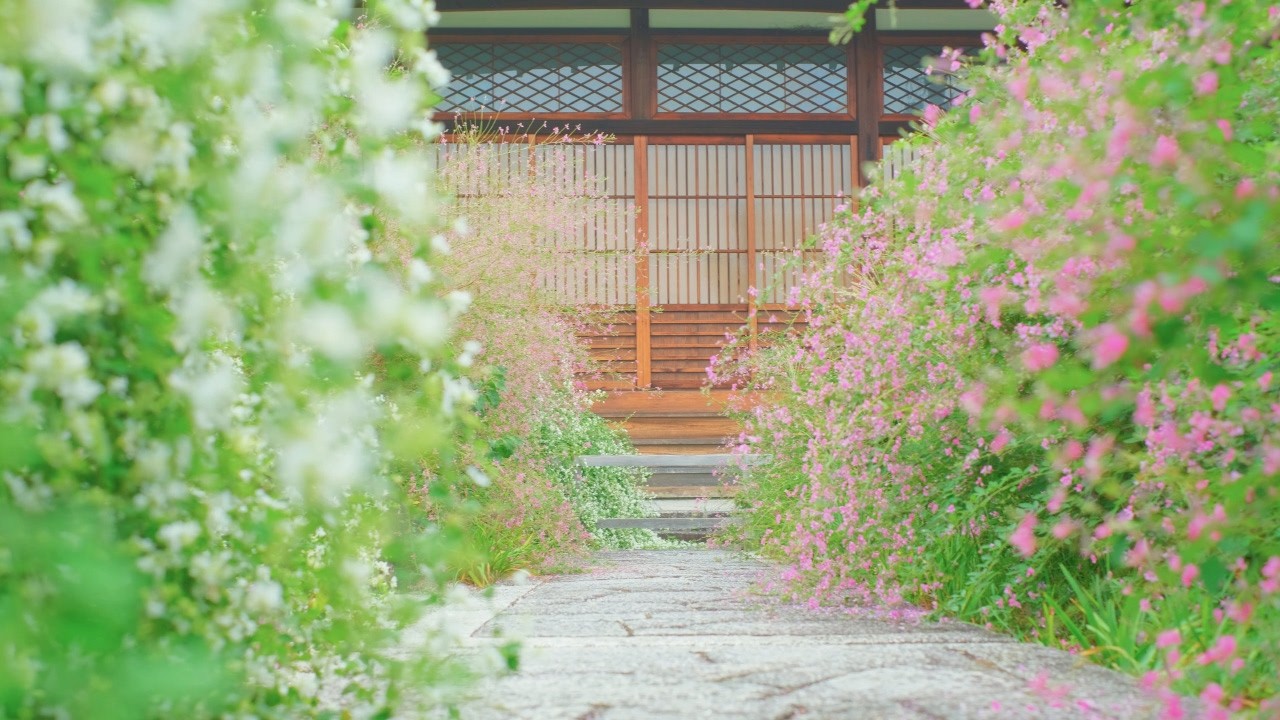 静かな京都で秋のはじまりを楽しむ｜萩と彼岸花と昭和レトロ商店街｜