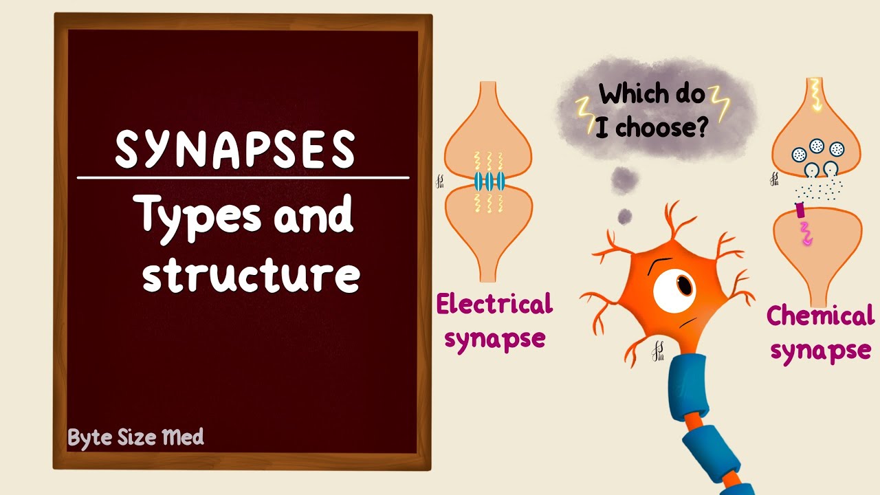 Neuronal Synapses | Part 1/4 | Types and Structure of a Synapse | Neuron Physiology