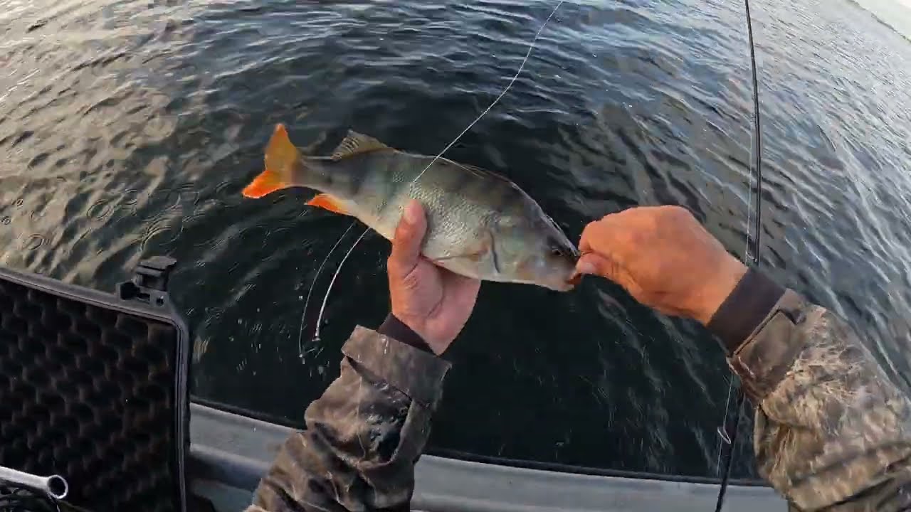 OKONIE 40+ O WŁOS OD POBICIA REKORDU!