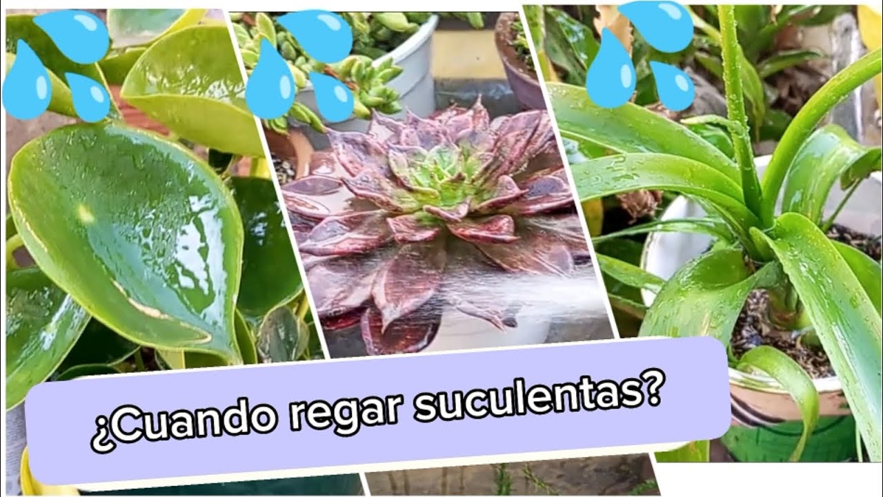 C&oacute;mo regar suculentas correctamente y cada cu&aacute;nto? | Gris Moreno