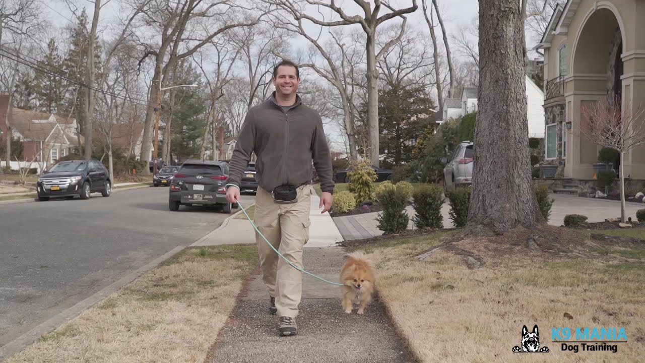 Train with Elliot Rosenberg! | K9 Mania Dog Training