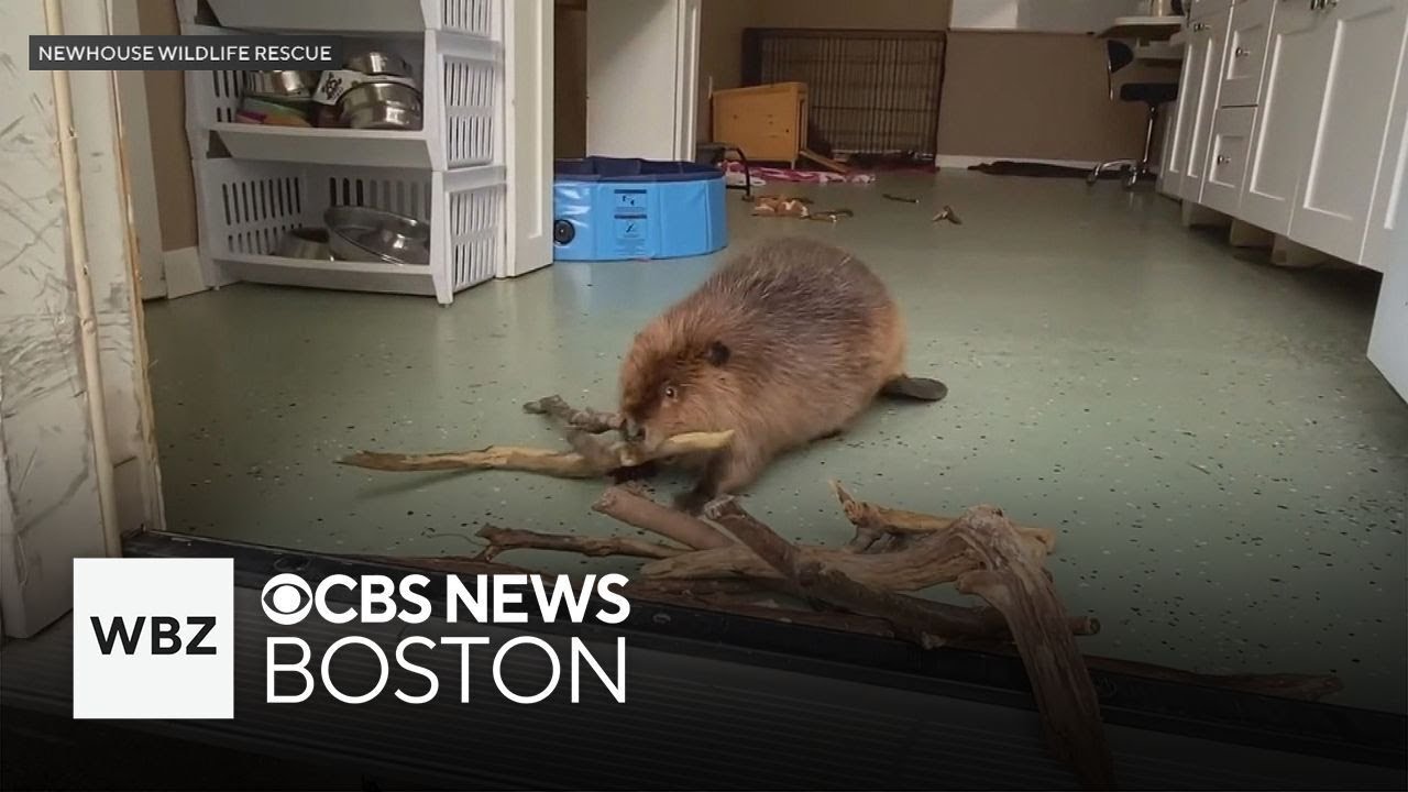 Rescue group upset beloved beaver 
