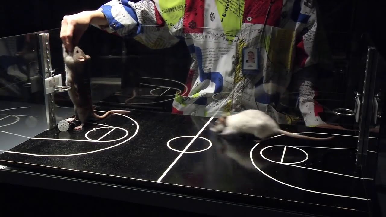 Rat Basketball in Heureka