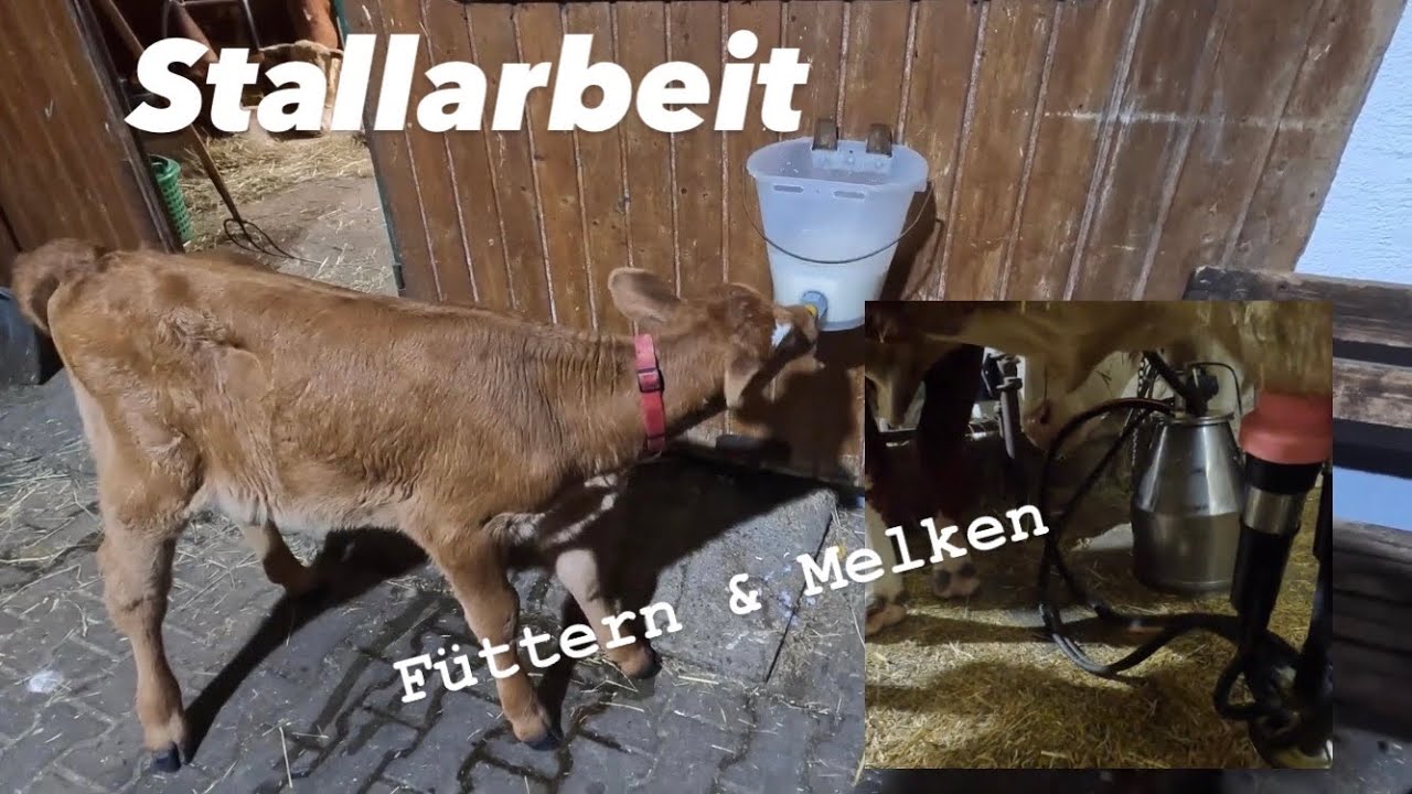 Ein Morgen im Stall | Melken & Füttern