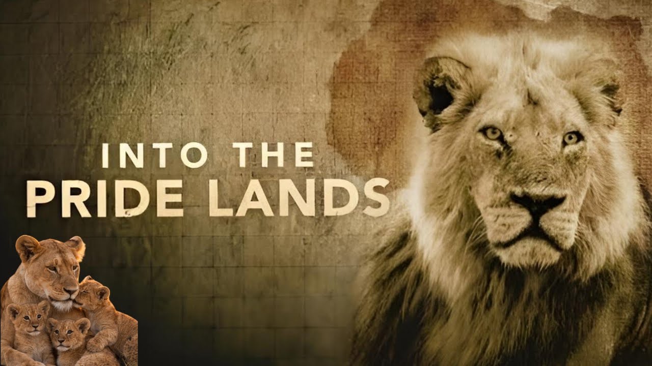 Into The Pride lands | Full Length Edition | Lion Pride Documentary