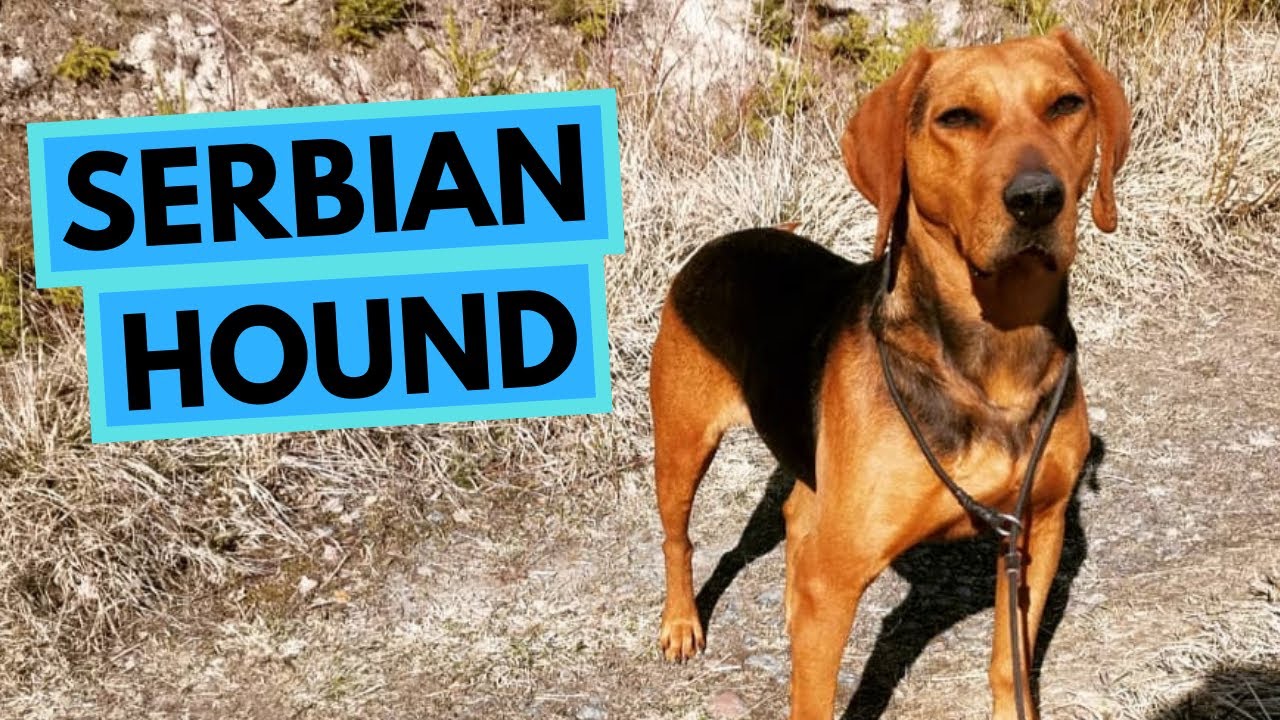 Serbian Hound - TOP 10 Interesting Facts - Serbian Tricolor Hound