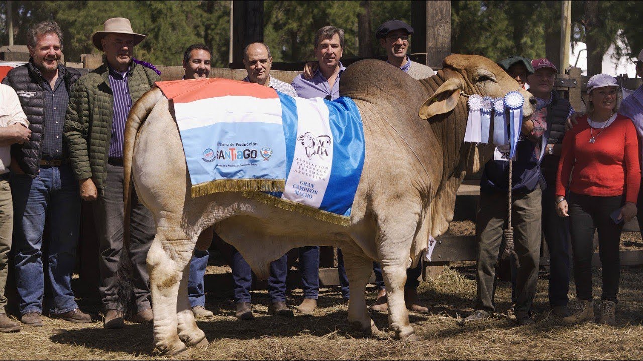 GRAN CAMPEONATO MACHO CORRAL BRAHMAN - EXPOBRA 2022