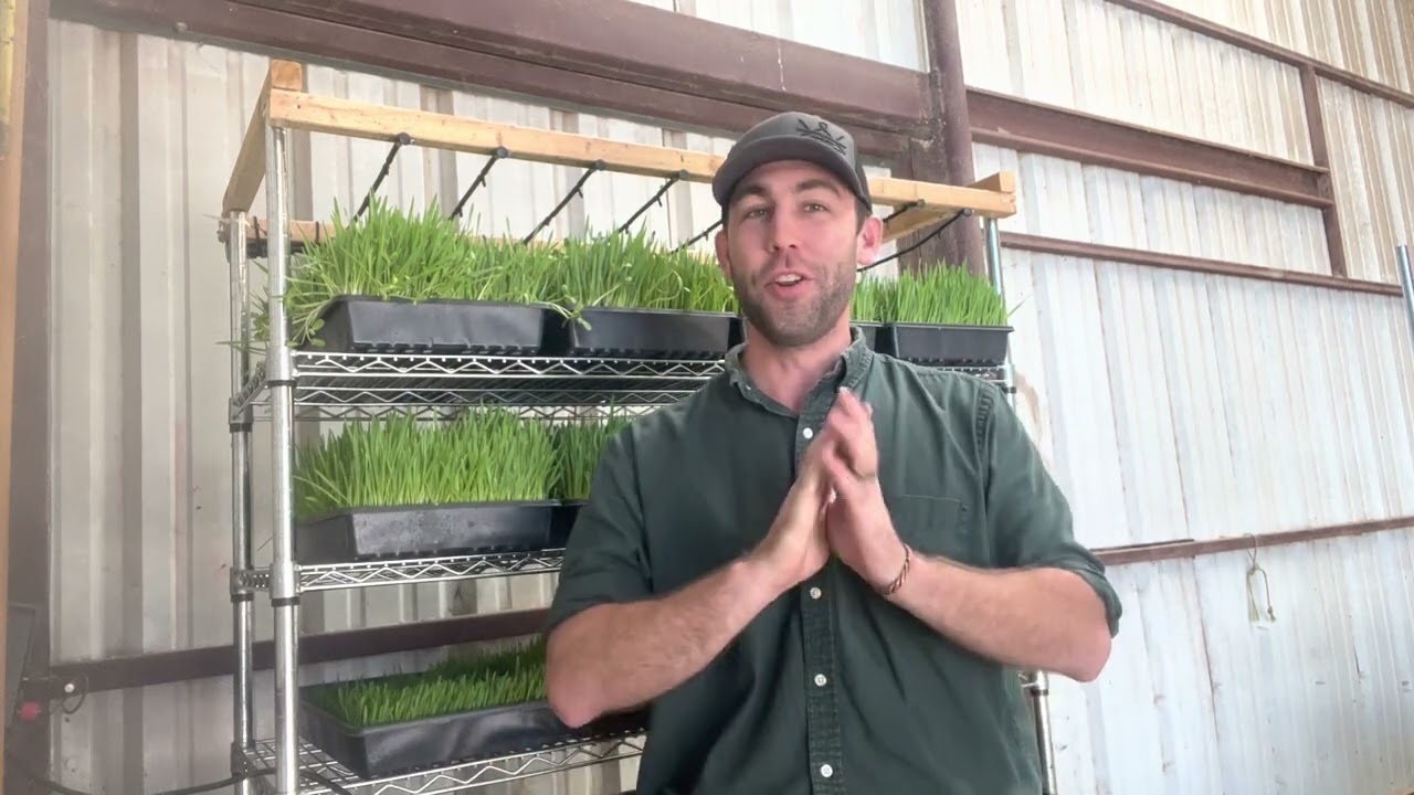 GROWING FODDER Do I need a greenhouse, grow lights or soil??