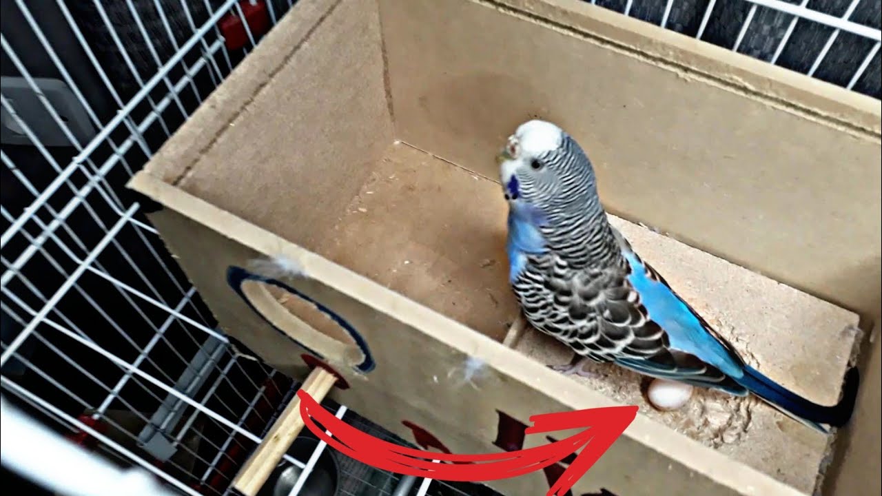 MINHA FÊMEA DE PERIQUITO COLOCOU PRIMEIRO OVO |PERIQUITO AUSTRALIANO*PÁSSARO VERDE*