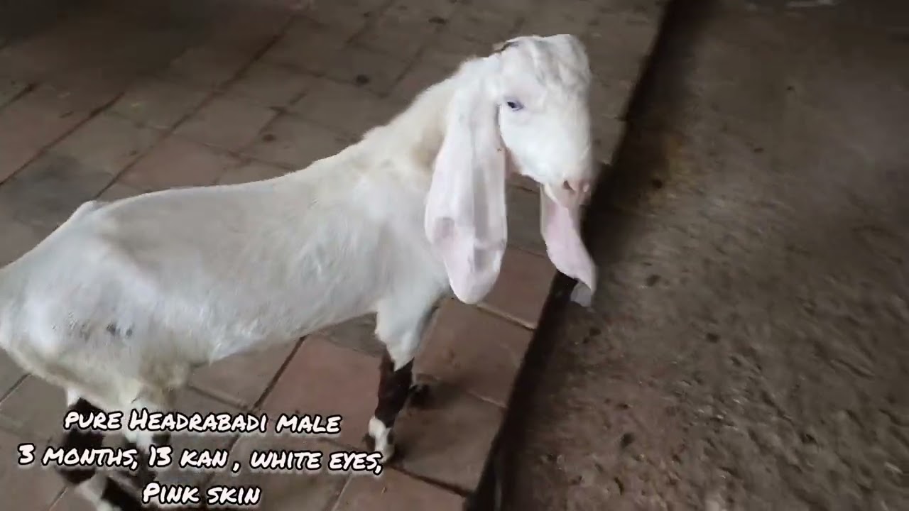 pure Headrabadi and hypat goat male & female kids