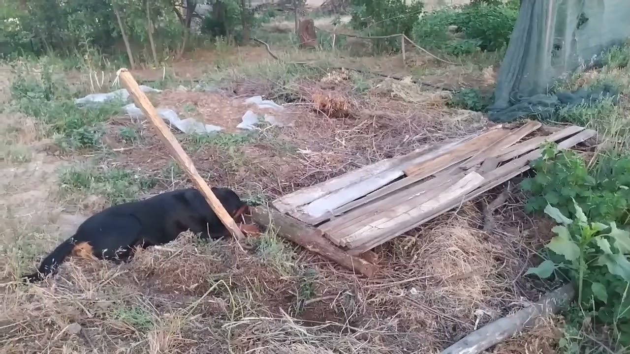 Купила дом в деревне. Компостный ящик женскими руками.
